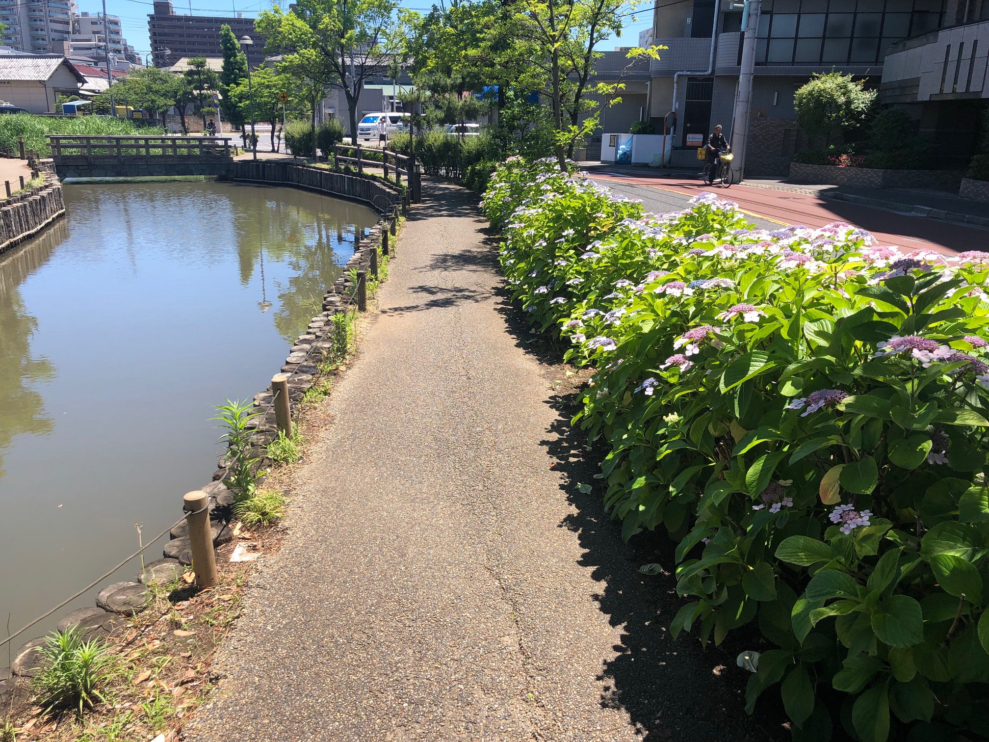 地域情報 葛西おすすめスポット 左近川親水緑道の紫陽花撮影してきました 地元葛西の不動産会社 佐萬不動産のブログ